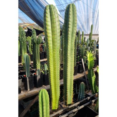 Gemelos San Pedro