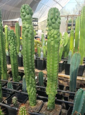 Gemelos San Pedro mounstruoso