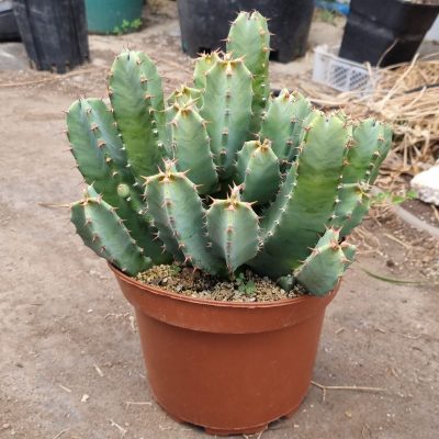 Euphorbia resinosa