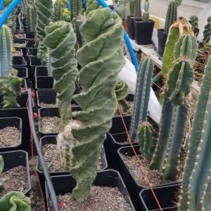 Cactus Espiral Grande (Cereus Forbesii Spiralis)