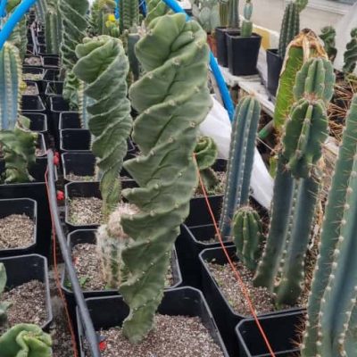 Cactus Espiral Grande (Cereus Forbesii Spiralis)