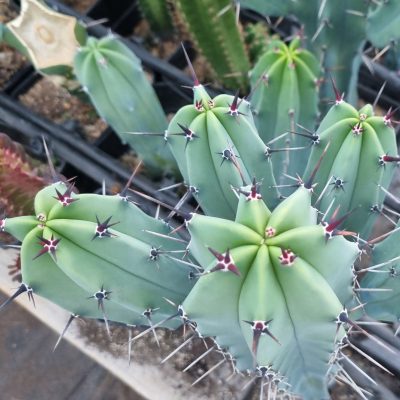 Myrtillocactus Geometrizans Grande