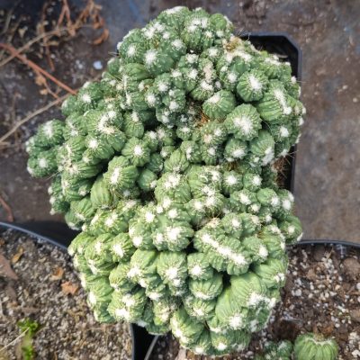 Cactus cereus Repandus mounstruoso crestado grande
