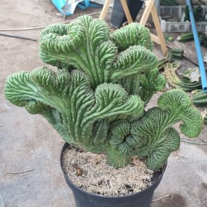 Cactus cerebro 4