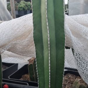 Cactus Pachycereus Marginatus Grande
