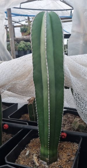 Cactus Pachycereus Marginatus Grande