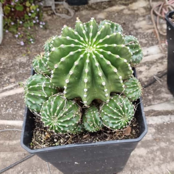 Echinopsis Oxigona Grande - Imagen 2