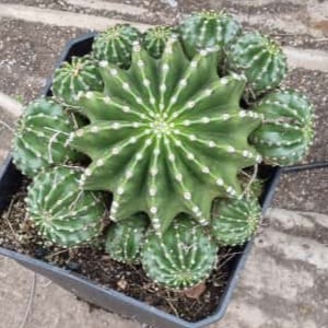 Echinopsis Oxigona Grande - Imagen 3