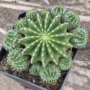 Echinopsis Oxigona Grande - Imagen 4