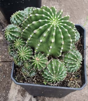 Echinopsis Oxigona Grande - Imagen 5
