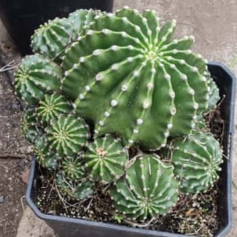Echinopsis Oxigona Grande - Imagen 6