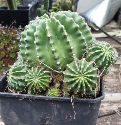 Echinopsis Oxigona Grande - Imagen 7