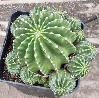 Echinopsis Oxigona Grande - Imagen 8