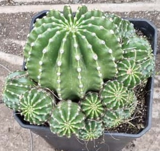 Echinopsis Oxigona Grande - Imagen 9