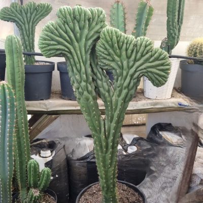 Cactus cerebro gigante