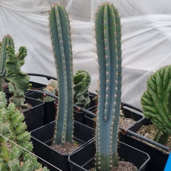 Gemelos Cactus Cereus Jamacaru medianos