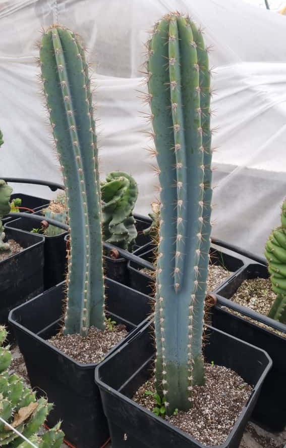 Gemelos Cactus Cereus Jamacaru medianos - Imagen 2