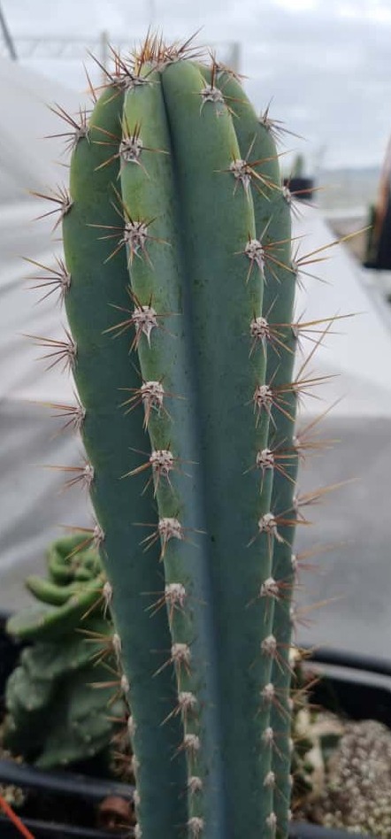 Gemelos Cactus Cereus Jamacaru medianos - Imagen 3