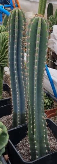 Gemelos Cactus Cereus Jamacaru medianos - Imagen 4