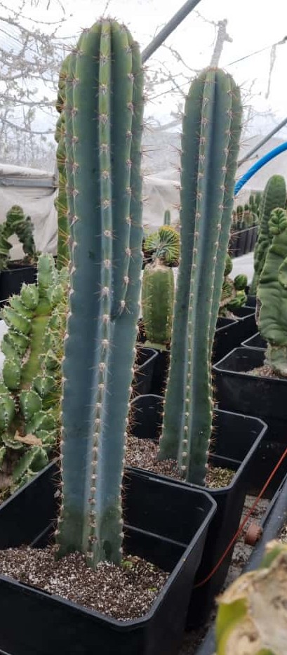 Gemelos Cactus Cereus Jamacaru medianos - Imagen 5