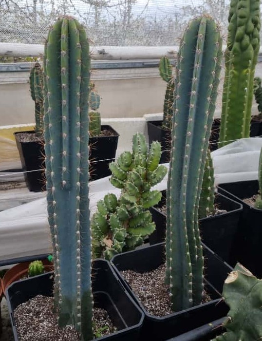 Gemelos Cactus Cereus Jamacaru medianos - Imagen 6