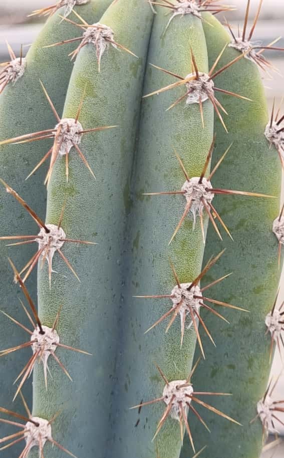 Gemelos Cactus Cereus Jamacaru medianos - Imagen 7