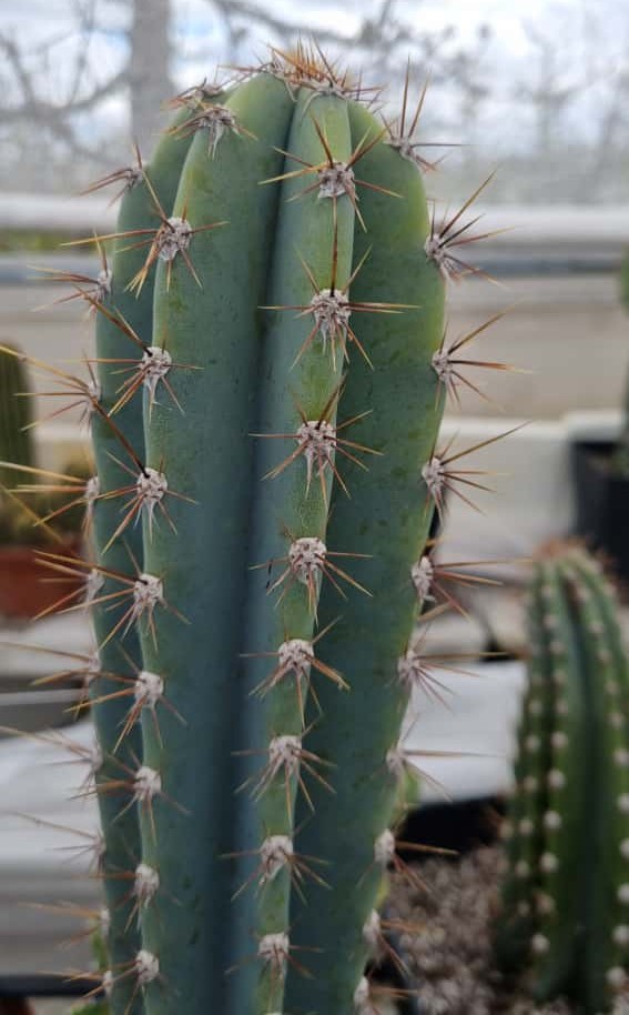 Gemelos Cactus Cereus Jamacaru medianos - Imagen 8