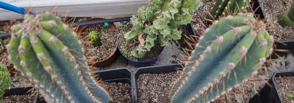 Gemelos Cactus Cereus Jamacaru medianos - Imagen 9