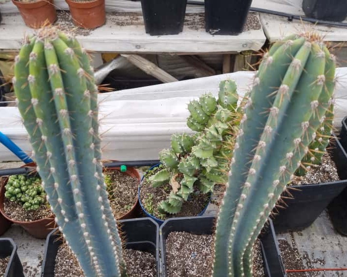Gemelos Cactus Cereus Jamacaru medianos - Imagen 10