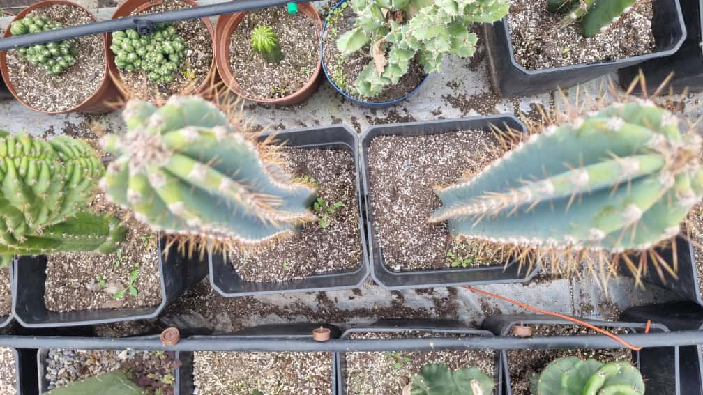 Gemelos Cactus Cereus Jamacaru medianos - Imagen 11