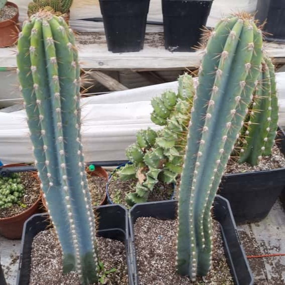 Gemelos Cactus Cereus Jamacaru medianos - Imagen 12