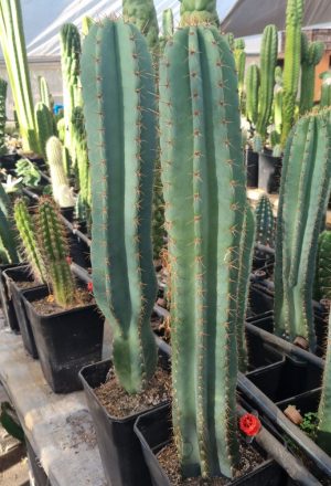 Gemelos cereus repandus medianos