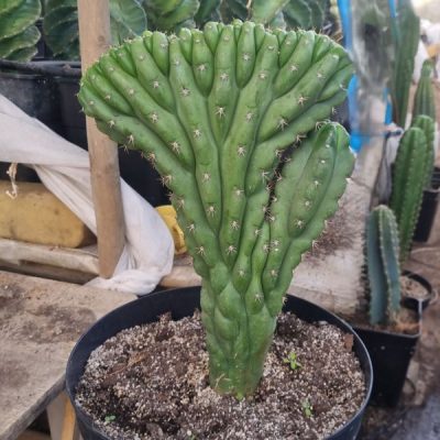 Cactus cerebro en formación