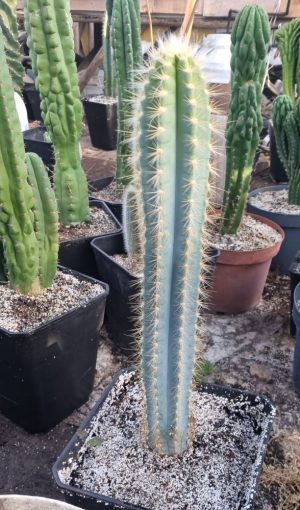 Pilosocereus pachycladus