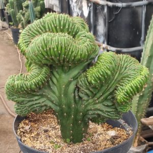 Cactus cerebro