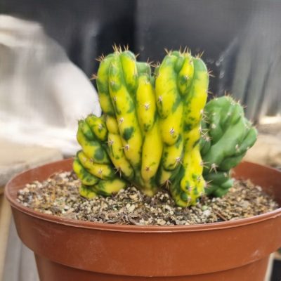 Cactus cerebro variegado