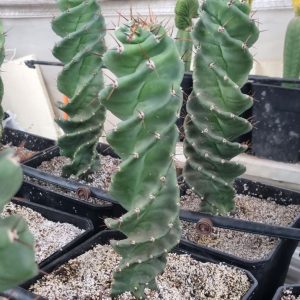 Cactus Espiral Cereus forbesii spiralis  Ejemplar exclusivo Verde Quinta Chile