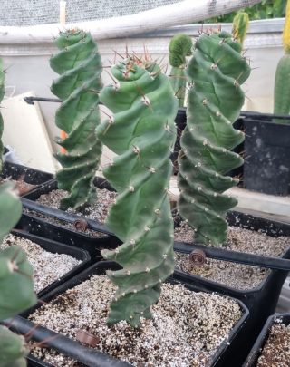 Cactus Espiral Cereus forbesii spiralis Ejemplar exclusivo Verde Quinta Chile