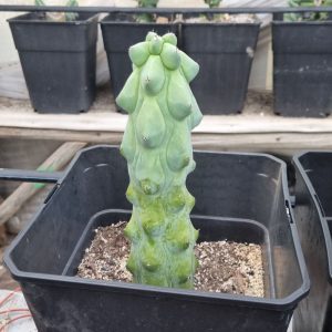 Myrtillocactus geometrizans Fukurokuryuzinboku