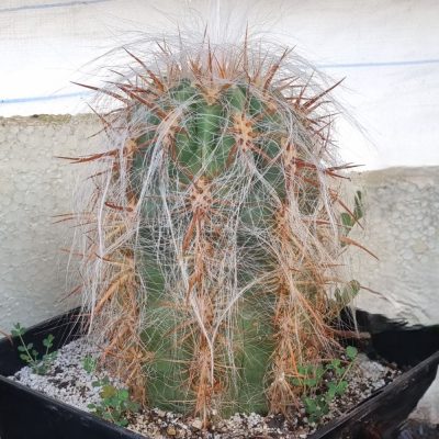 Oreocereus Celsianus