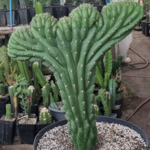 Cactus cerebro «5 dedos»