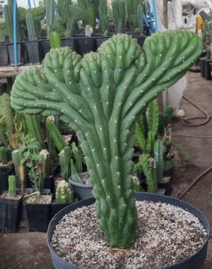 Cactus cerebro «5 dedos»