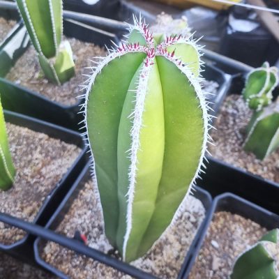 Cactus pachycereus marginatus