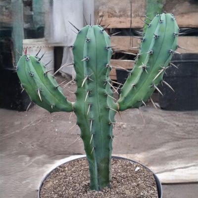 Myrtillocactus Geometrizans Mediano