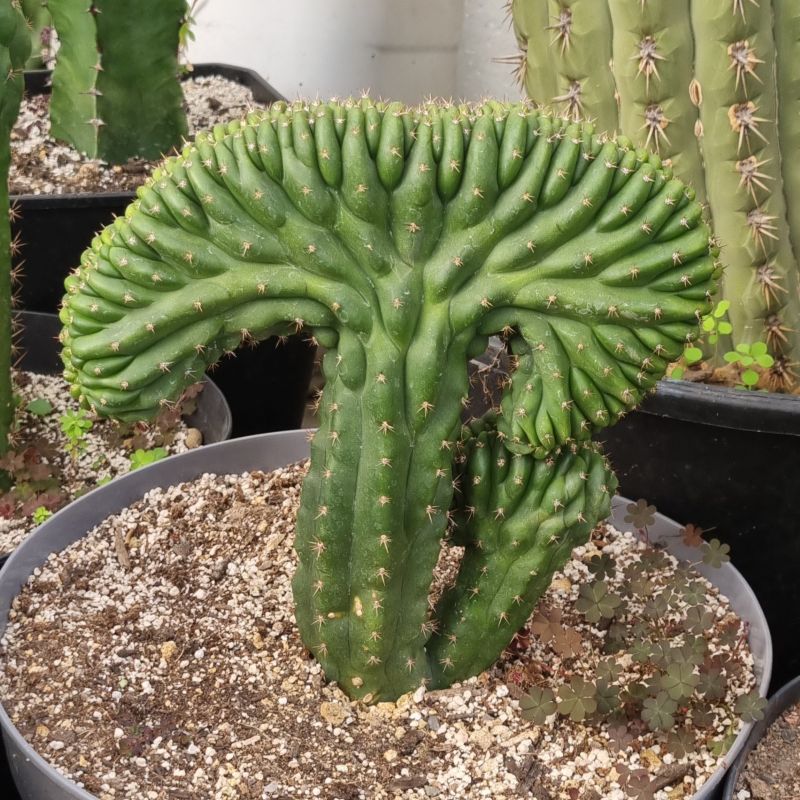 Cactus cerebro mediano - Imagen 6