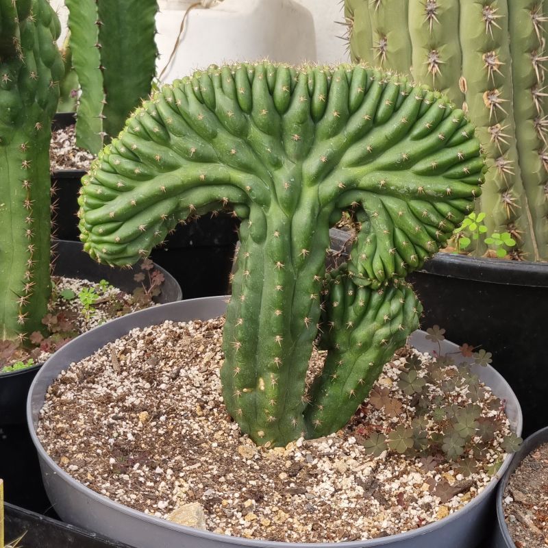 Cactus cerebro mediano - Imagen 5