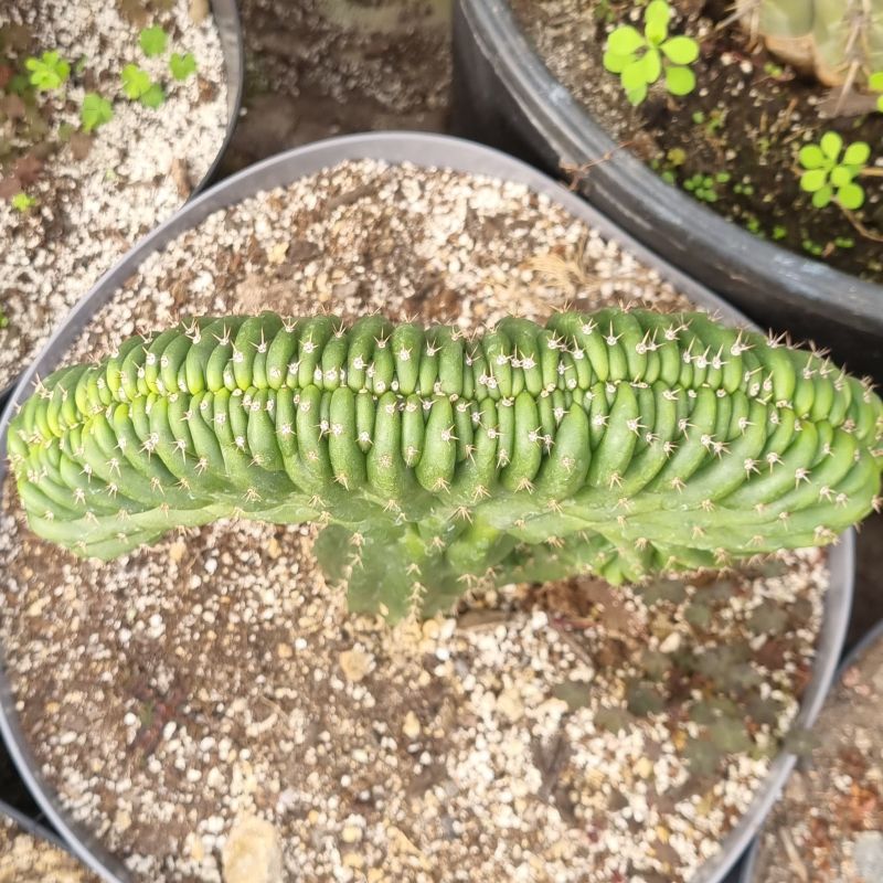 Cactus cerebro mediano - Imagen 4