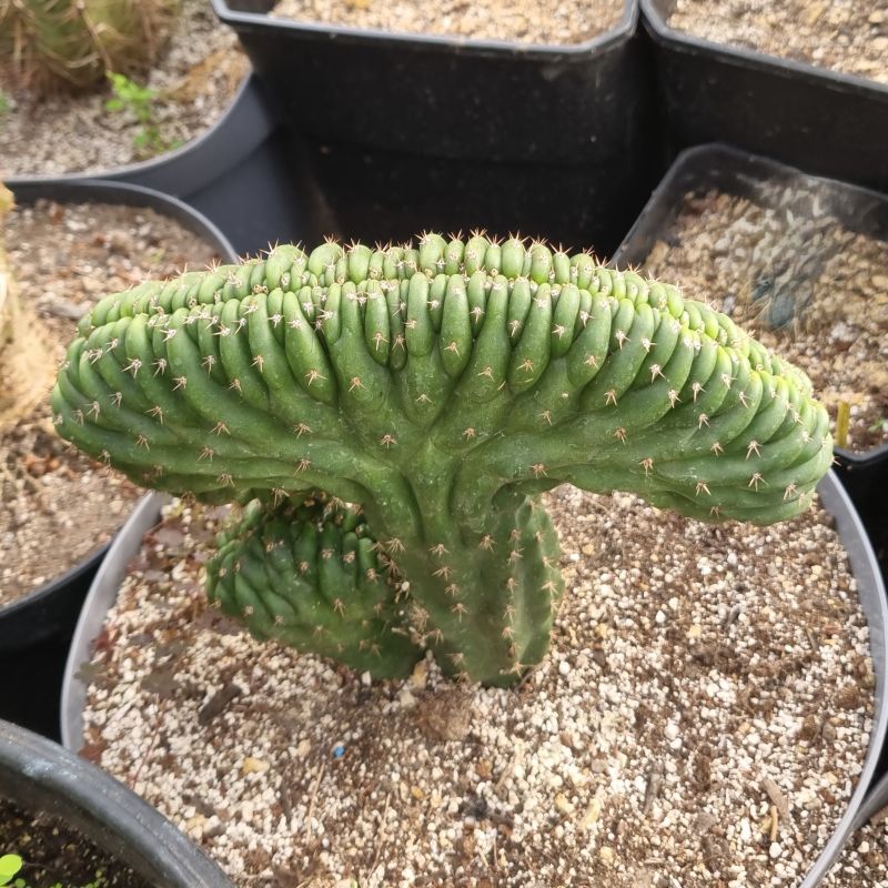 Cactus cerebro mediano - Imagen 3