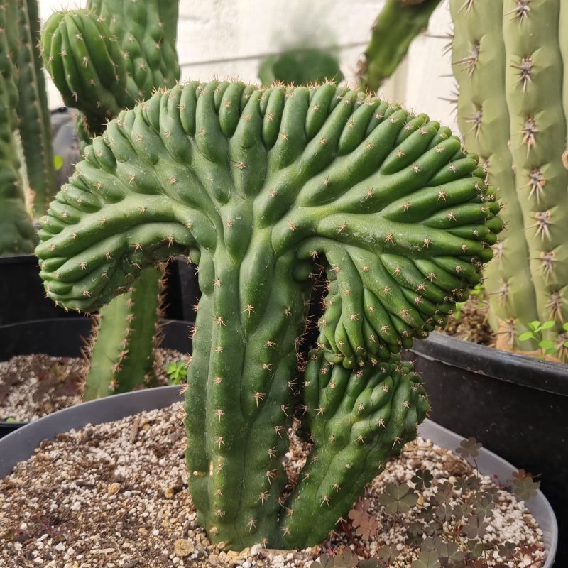 Cactus cerebro mediano - Imagen 2
